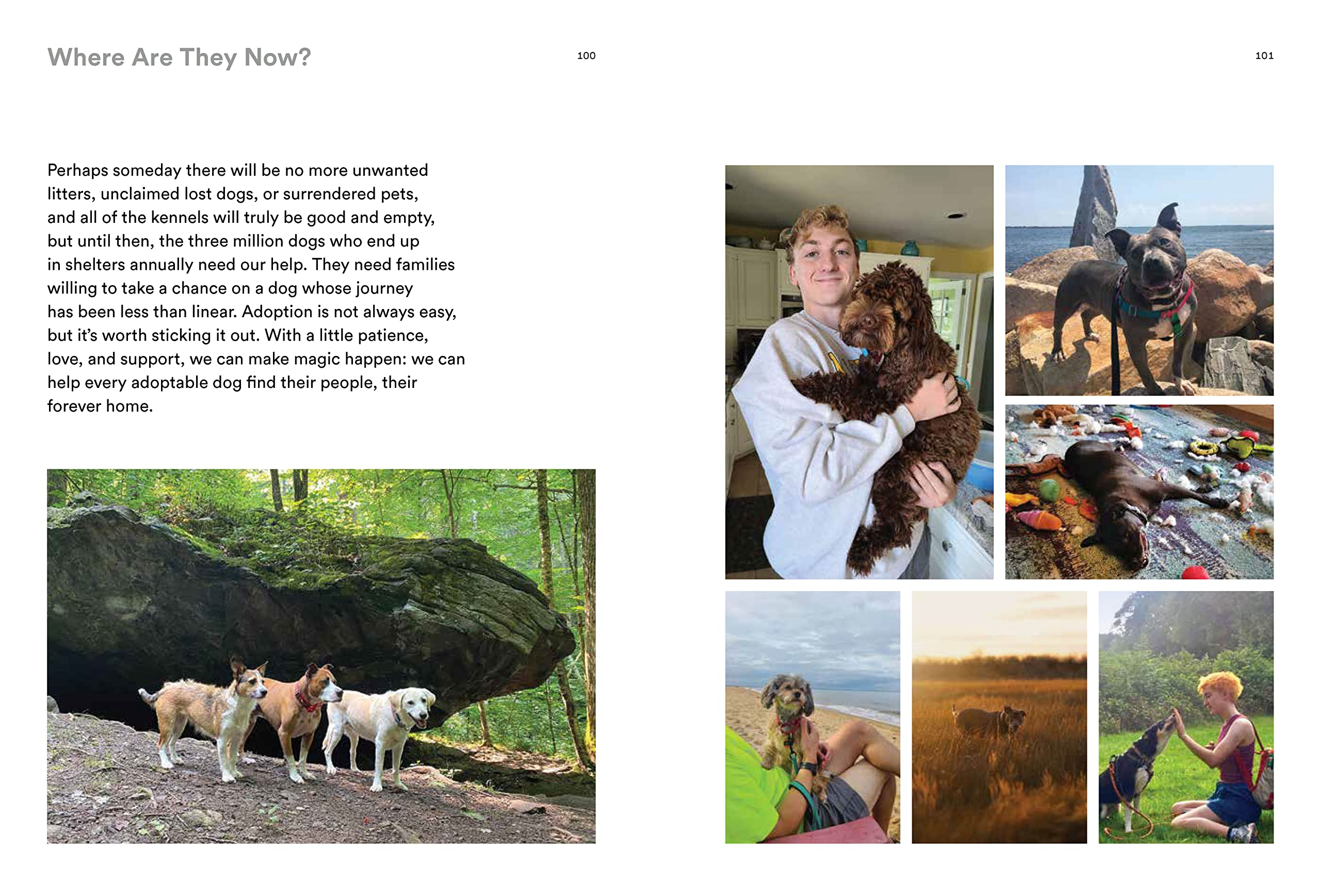 Forever Home: The Inspiring Tales of Rescue Dogs