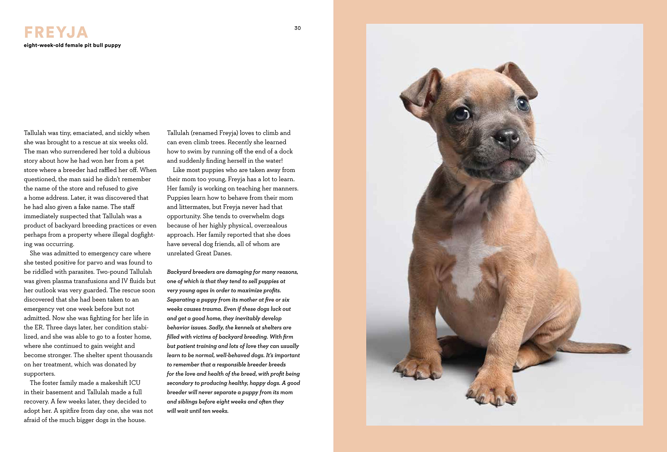 Forever Home: The Inspiring Tales of Rescue Dogs