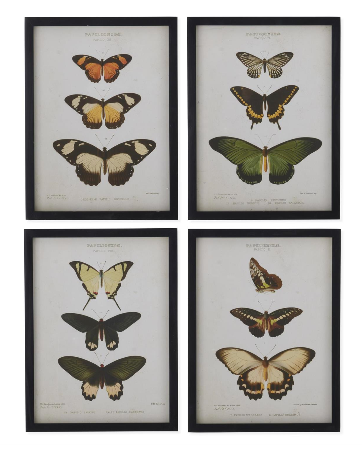 Black Wood Framed Butterfly Prints (4 Styles)