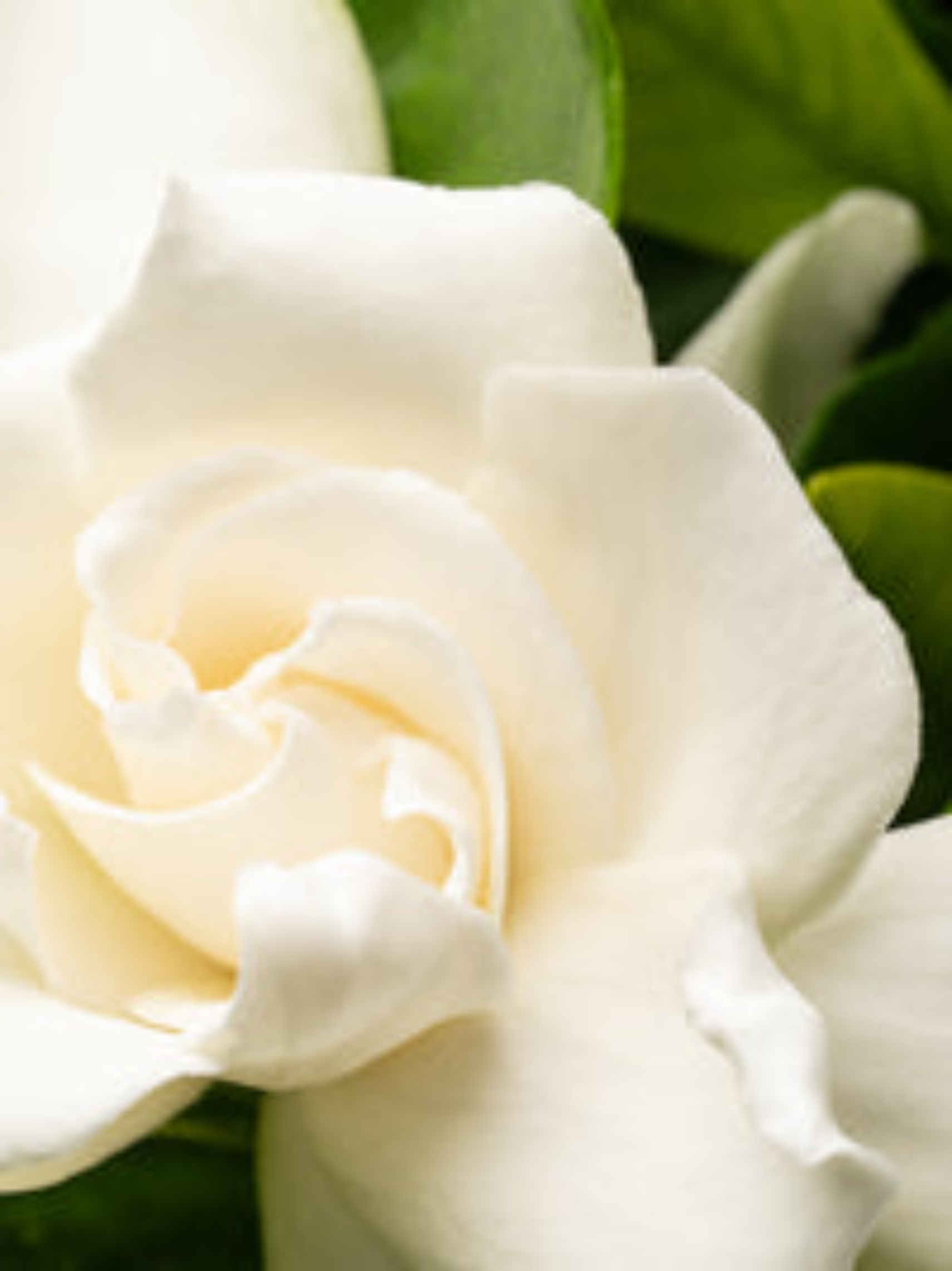 Pura BFF Smart Home Fragrance Vial