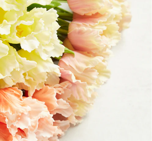 Real Touch Parrot Tulip - Pink Cream