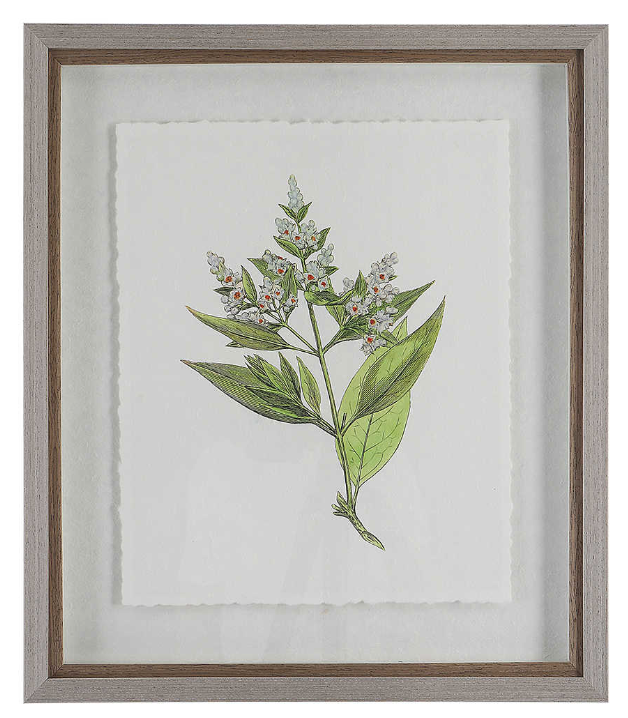 Wildflower Study Prints D