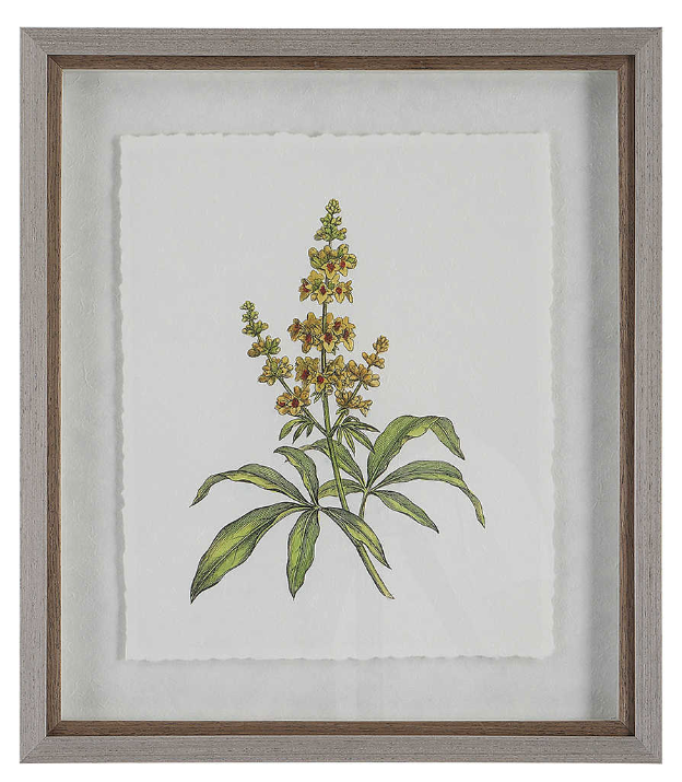 Wildflower Study Prints - A