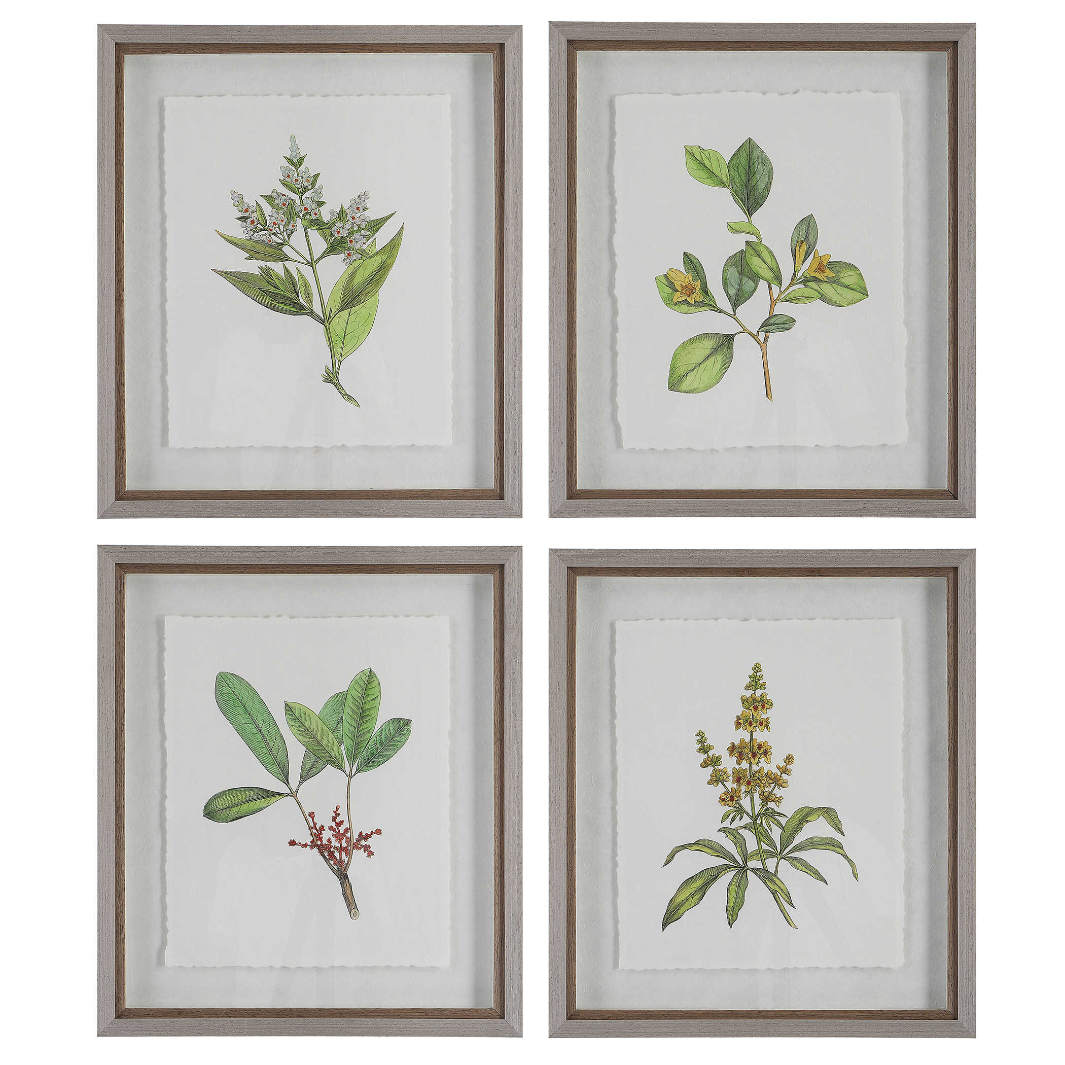 Wildflower Study Prints - A